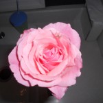 Pink_Rose