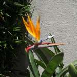 Bird of Paradise Bird of Paradise