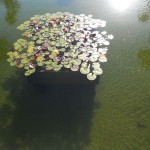 Lilly Pads Lilly Pads