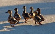 Ducks in a row