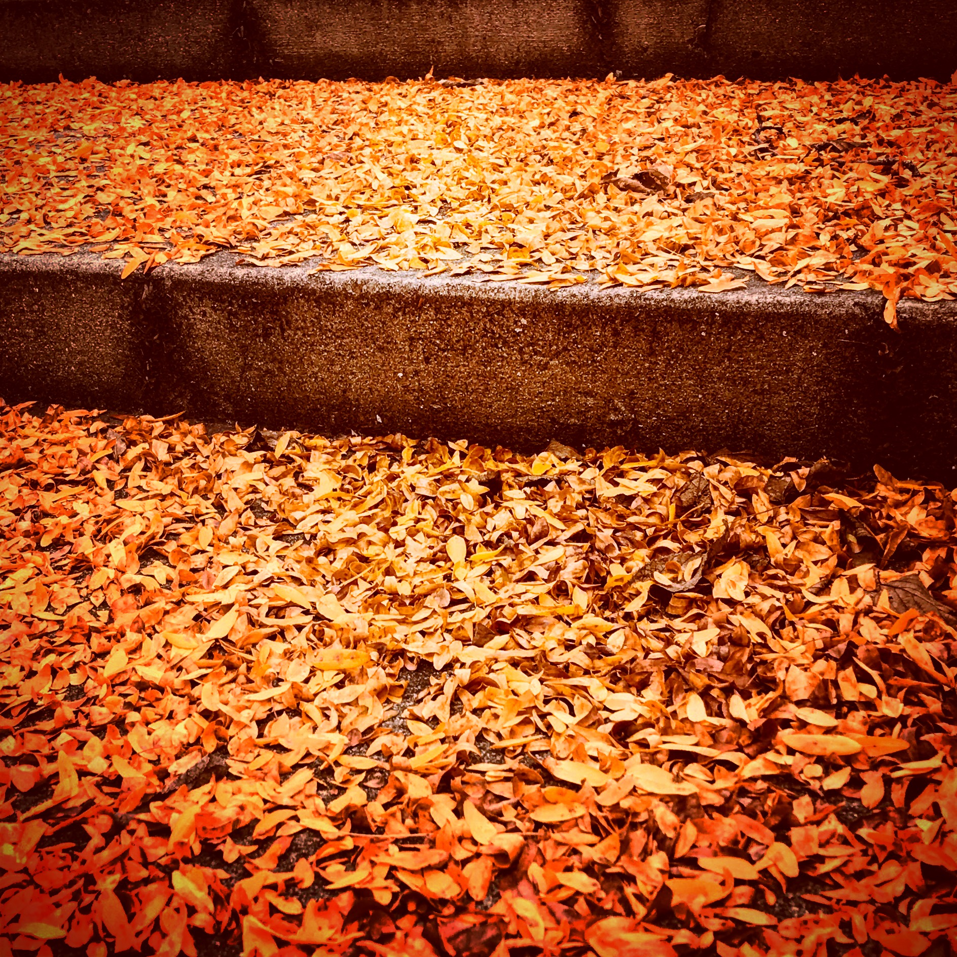 Fall leaves outside The Ohlmann Group